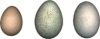 eggs_trans.jpg